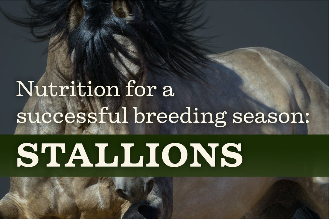 Stallions: Nutrition for a successful breeding season
