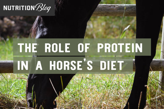 The Role of Protein in a Horse’s Diet
