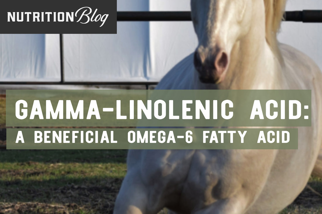 GLA: a beneficial omega-6 fatty acid